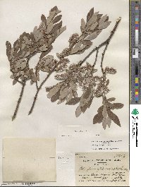 Salix glauca image