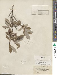 Salix glauca image