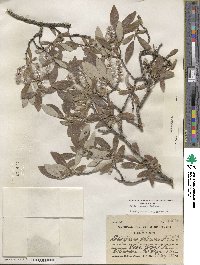 Salix glauca image