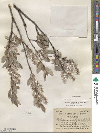 Salix glauca image