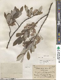 Salix glauca image