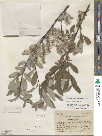 Salix glauca image