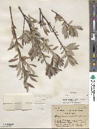 Salix glauca image