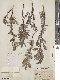 Salix glauca image