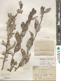 Salix glauca image