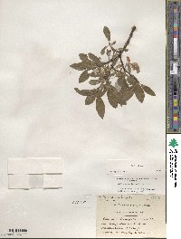 Salix glauca image