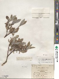 Salix glauca image