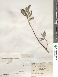 Salix glauca image