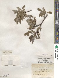 Salix glauca image