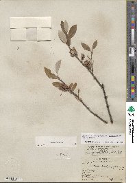 Salix glauca image