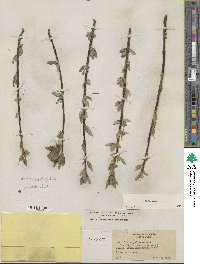 Salix glauca image