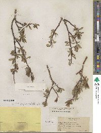 Salix glauca image