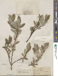 Salix glauca image