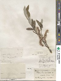Salix glauca image