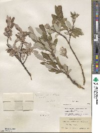 Salix glauca image