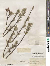 Salix glauca image