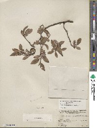 Salix glauca image