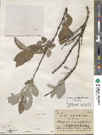 Salix glauca image