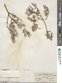 Salix geyeriana subsp. argentea image