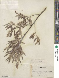 Salix geyeriana image