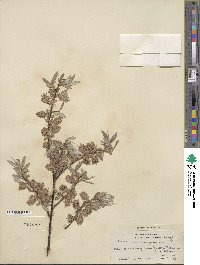 Salix geyeriana subsp. argentea image