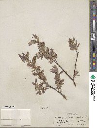 Salix geyeriana subsp. argentea image