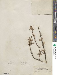 Salix geyeriana subsp. argentea image