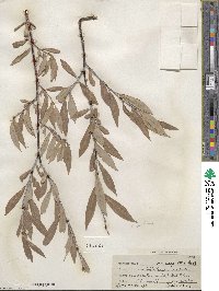 Salix geyeriana subsp. argentea image