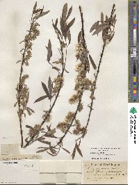 Salix geyeriana var. meleina image