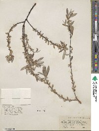 Salix geyeriana var. meleina image