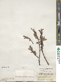 Salix geyeriana var. meleina image