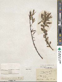 Salix geyeriana var. meleina image