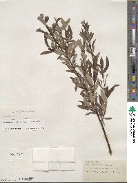 Salix geyeriana var. meleina image