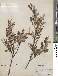 Salix geyeriana var. meleina image