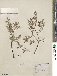 Salix geyeriana var. meleina image