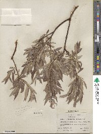 Salix geyeriana subsp. argentea image