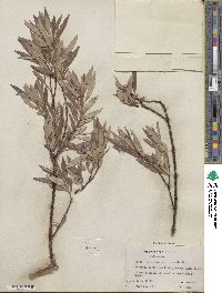 Salix geyeriana image