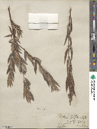 Salix geyeriana subsp. argentea image