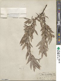 Salix geyeriana subsp. argentea image