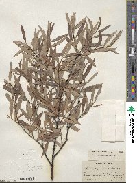 Salix geyeriana subsp. argentea image