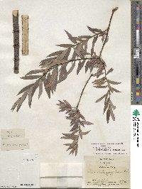 Salix geyeriana subsp. argentea image