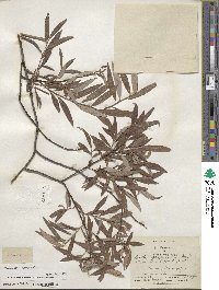 Salix geyeriana subsp. argentea image