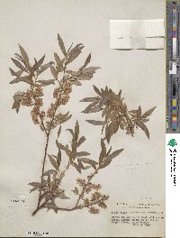 Salix geyeriana subsp. argentea image