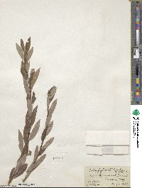 Salix geyeriana subsp. argentea image