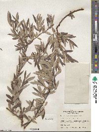 Salix geyeriana subsp. argentea image