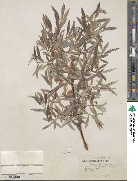 Salix geyeriana image