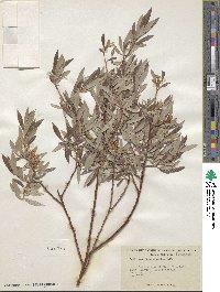 Salix geyeriana subsp. argentea image