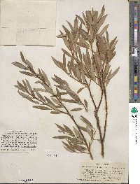 Salix geyeriana image