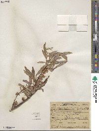 Salix geyeriana subsp. argentea image