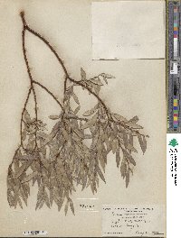 Salix geyeriana subsp. argentea image